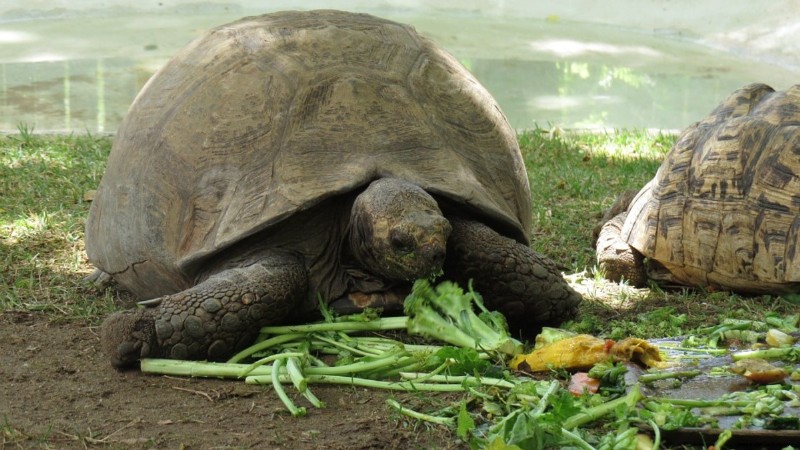 Schildkrötenpflege 101:Wie man sich um eine Schildkröte kümmert 