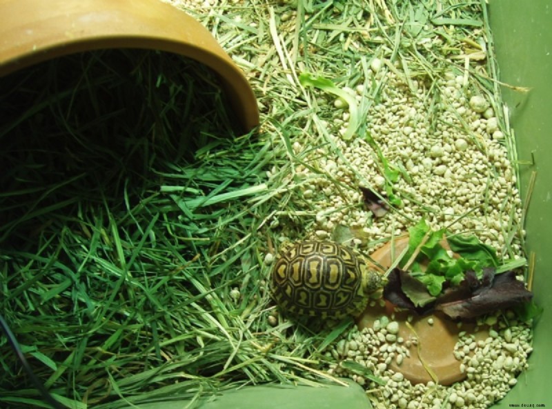 Bringen Sie Ihr Leopardenschildkrötenbaby nach Hause 