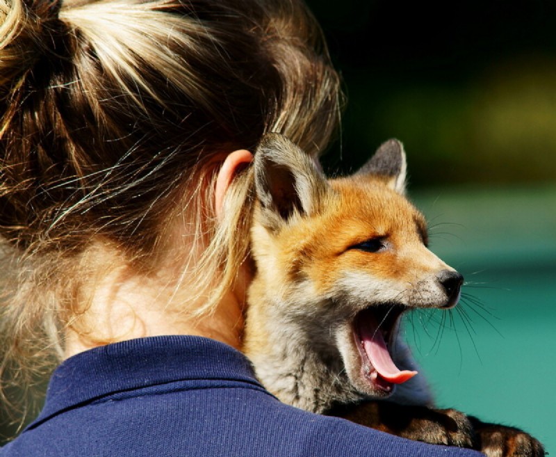 10 exotische Haustiere, die Sie besitzen können und die in den Vereinigten Staaten beheimatet sind 