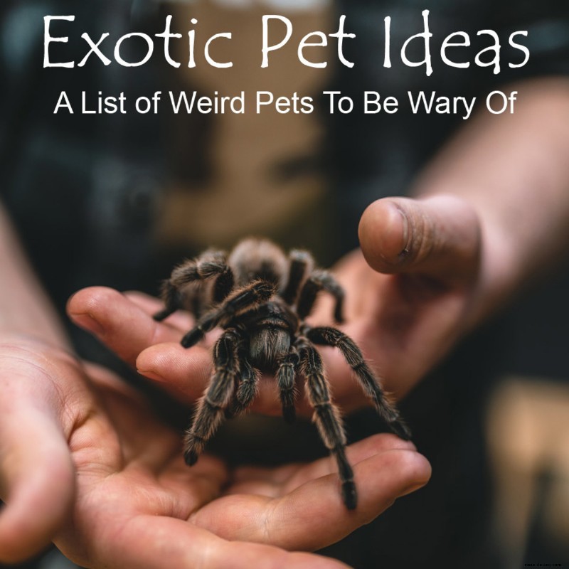 Exotische Haustierideen:Eine Liste seltsamer Haustiere, vor denen Sie vorsichtig sein sollten 
