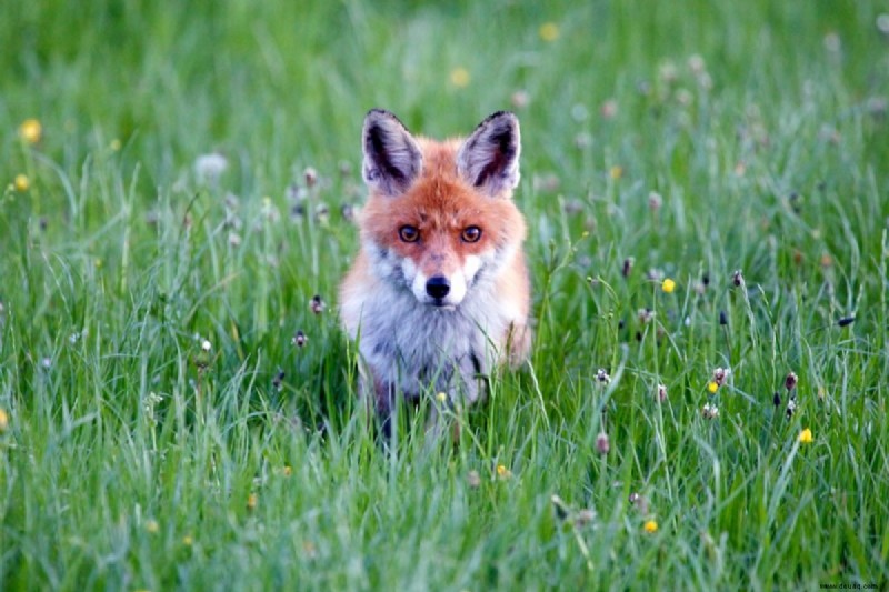 Ist es gefährlich, einen Haustierfuchs zu besitzen? 