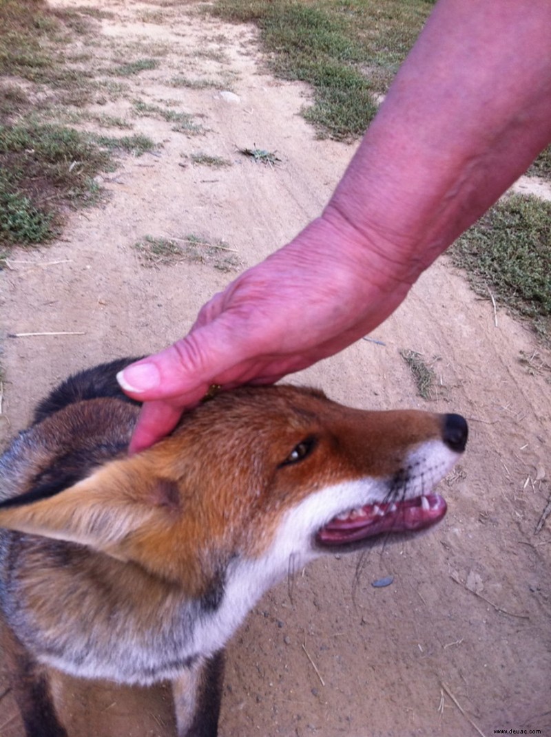 Ist es gefährlich, einen Haustierfuchs zu besitzen? 