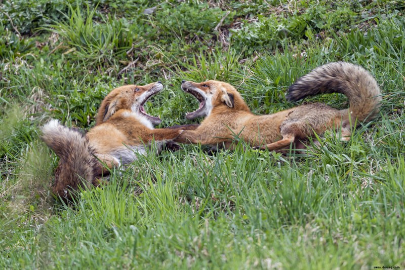 Ist es gefährlich, einen Haustierfuchs zu besitzen? 