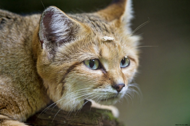Die seltensten exotischen Katzen, die als Haustiere gehalten werden 