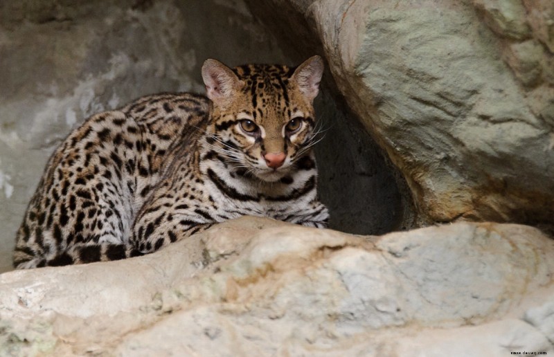 Die seltensten exotischen Katzen, die als Haustiere gehalten werden 