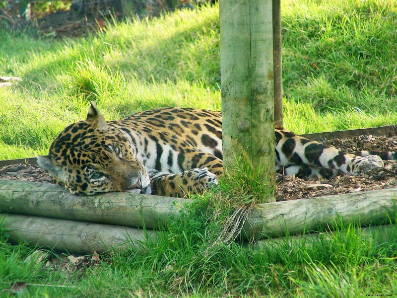 Die seltensten exotischen Katzen, die als Haustiere gehalten werden 