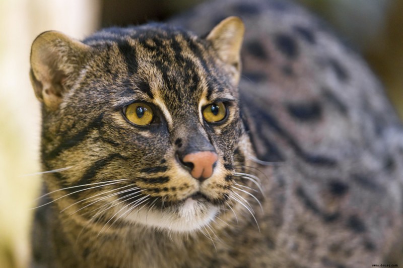 Die seltensten exotischen Katzen, die als Haustiere gehalten werden 