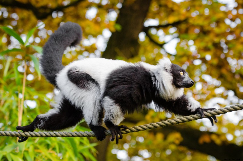 Wie man einen Lemur als Haustier kauft 