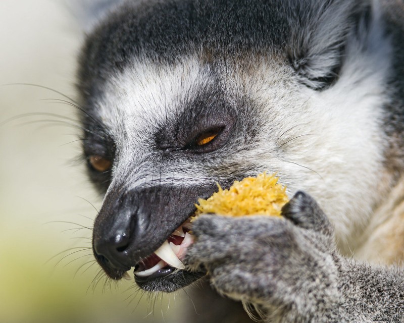 Wie man einen Lemur als Haustier kauft 