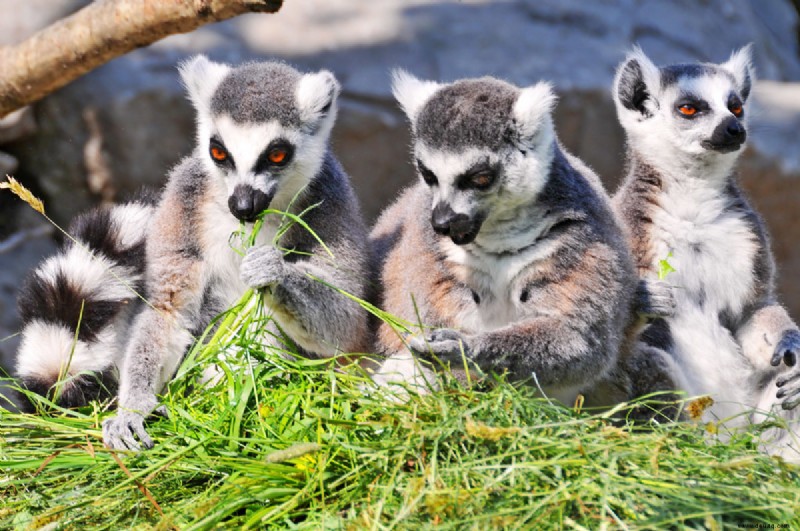 Wie man einen Lemur als Haustier kauft 