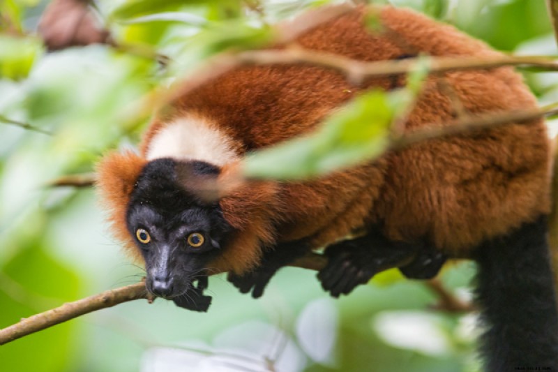 Wie man einen Lemur als Haustier kauft 