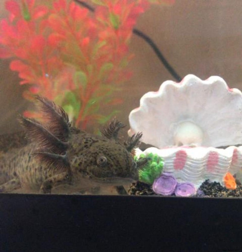 5 seltsame, aber normale Axolotl-Verhaltensweisen 