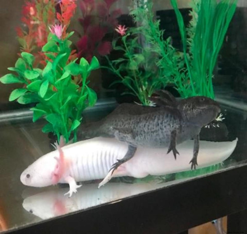 5 seltsame, aber normale Axolotl-Verhaltensweisen 