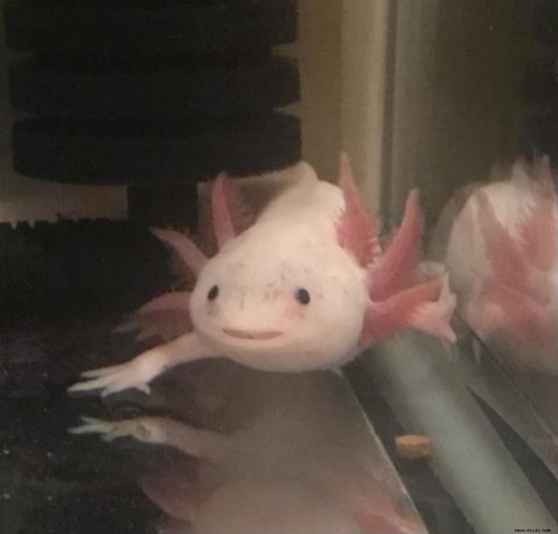 5 seltsame, aber normale Axolotl-Verhaltensweisen 