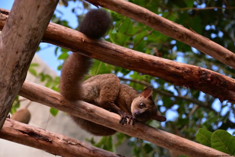 Einführung in Bush Babies als Haustiere 