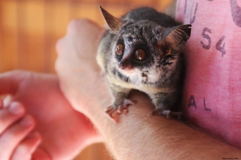 Einführung in Bush Babies als Haustiere 