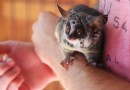 Einführung in Bush Babies als Haustiere 