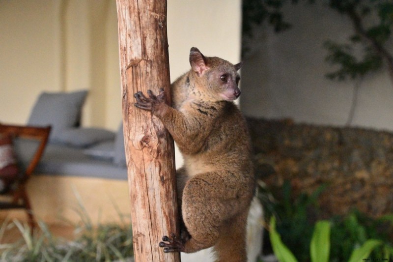 Einführung in Bush Babies als Haustiere 