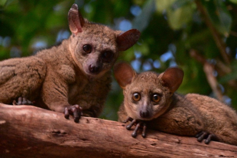 Einführung in Bush Babies als Haustiere 