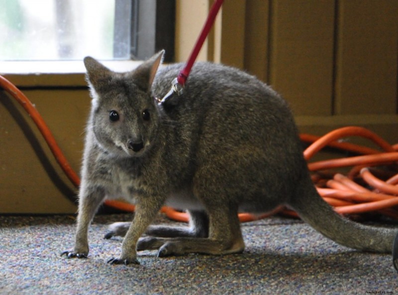 Pet Wallaby Care:Ein umfassender Pflegeleitfaden für Anfänger 
