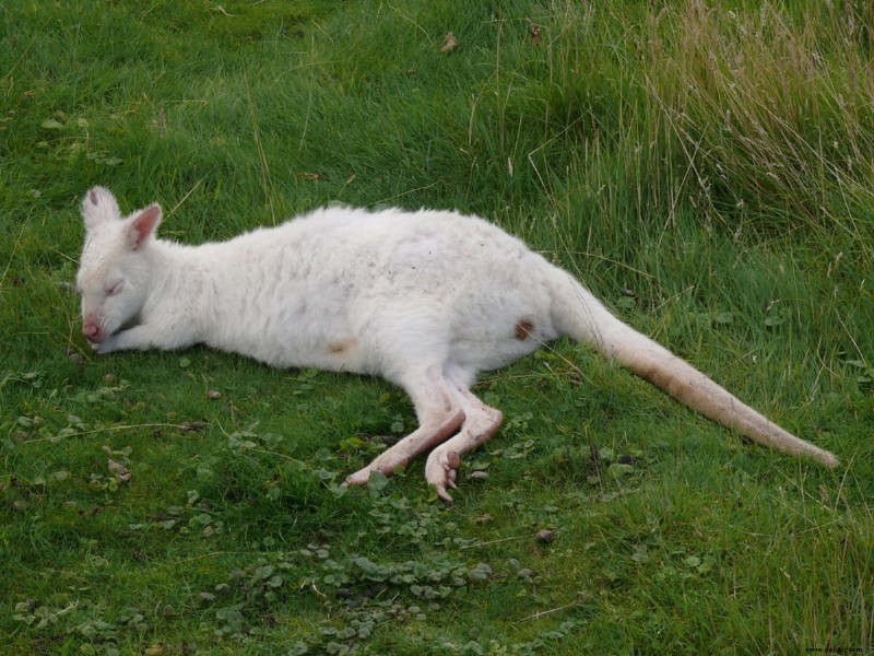 Pet Wallaby Care:Ein umfassender Pflegeleitfaden für Anfänger 