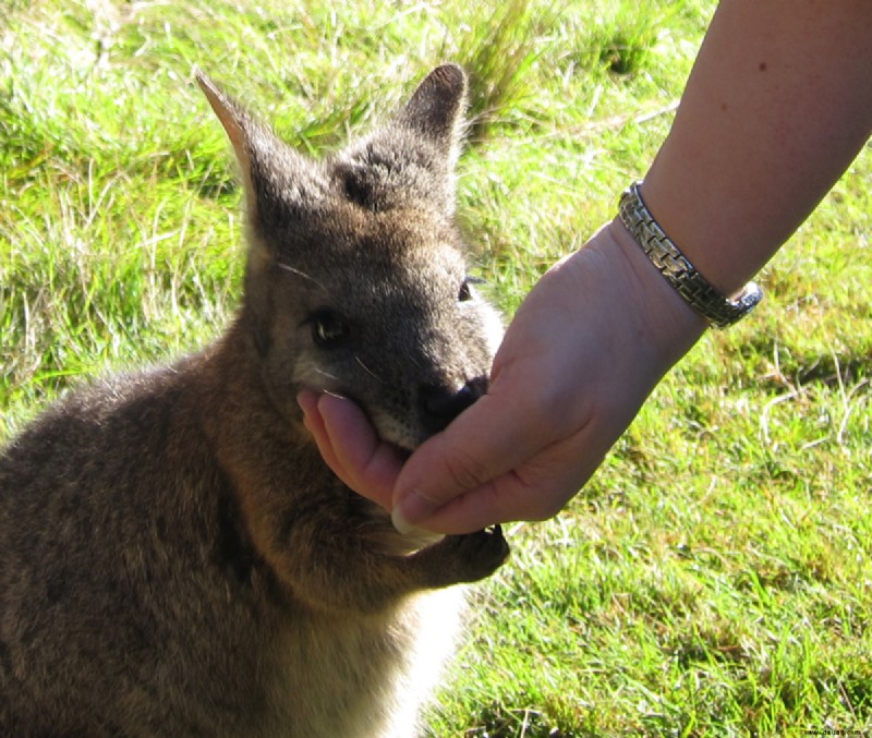 Pet Wallaby Care:Ein umfassender Pflegeleitfaden für Anfänger 