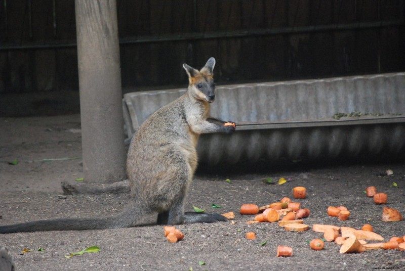 Pet Wallaby Care:Ein umfassender Pflegeleitfaden für Anfänger 