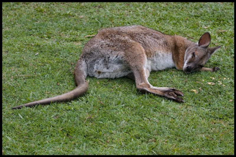 Pet Wallaby Care:Ein umfassender Pflegeleitfaden für Anfänger 