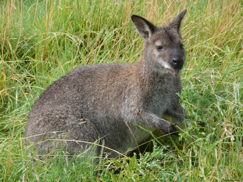 Pet Wallaby Care:Ein umfassender Pflegeleitfaden für Anfänger 