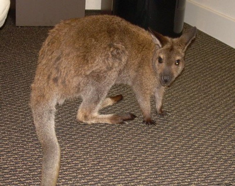 Pet Wallaby Care:Ein umfassender Pflegeleitfaden für Anfänger 