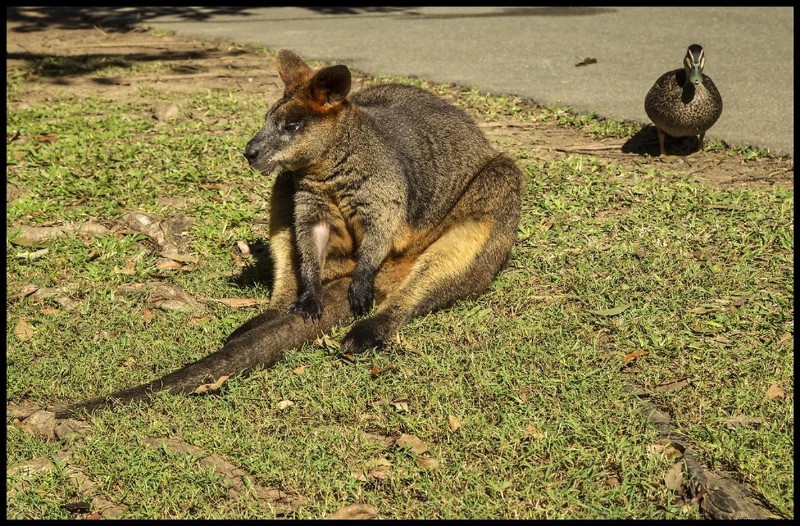 Pet Wallaby Care:Ein umfassender Pflegeleitfaden für Anfänger 