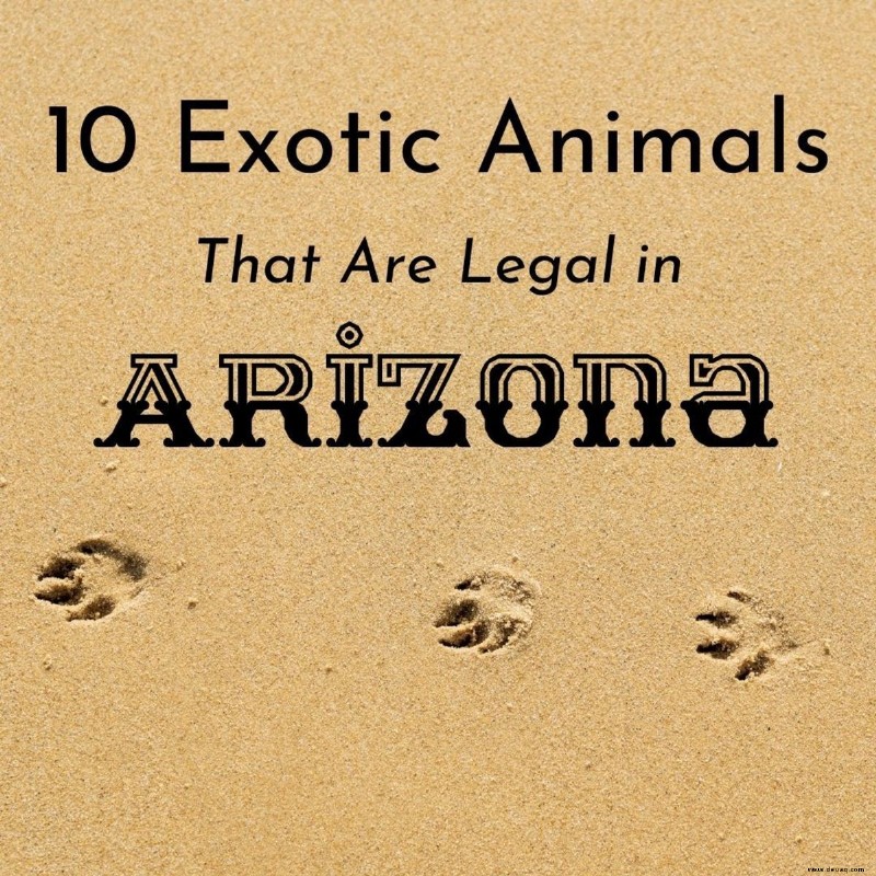 10 exotische Haustiere, die in Arizona legal sind 