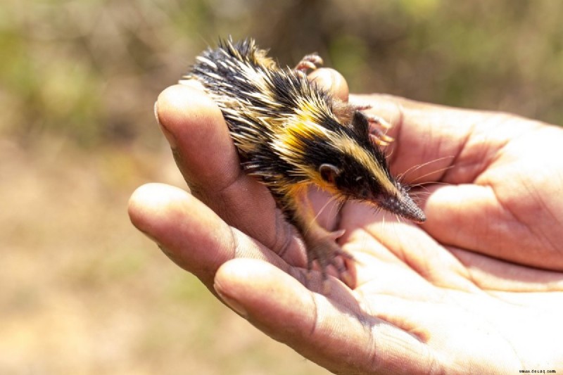 9 Haustiere, die wie Nagetiere aussehen, aber keine sind 