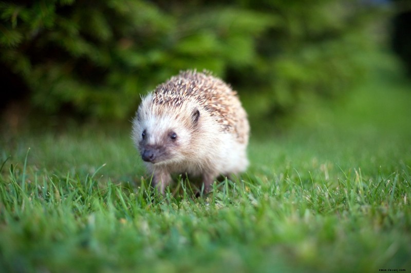 9 Haustiere, die wie Nagetiere aussehen, aber keine sind 