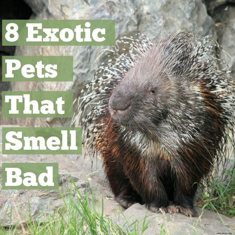 8 exotische Haustiere, die schlecht riechen 