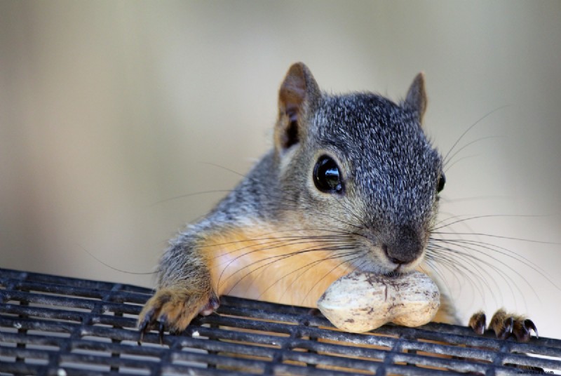 Arten von Eichhörnchen, die Menschen als Haustiere halten 