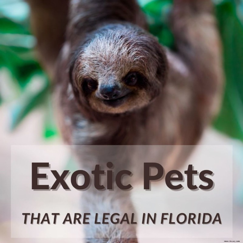 10 exotische Haustiere, die in Florida legal sind 