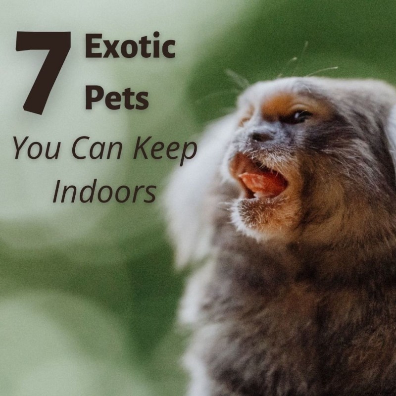 7 exotische Haustiere, die drinnen leben können 