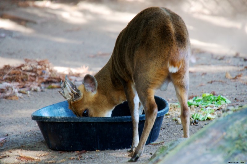 7 exotische Haustiere, die drinnen leben können 