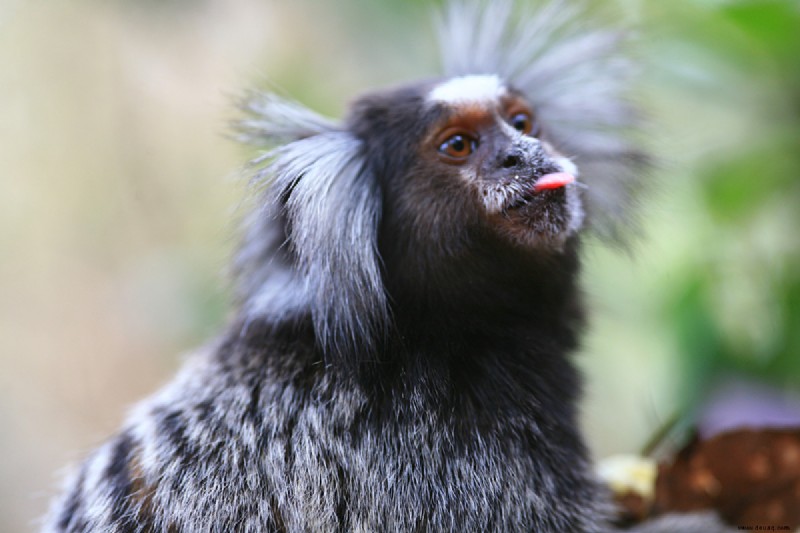 7 exotische Haustiere, die drinnen leben können 