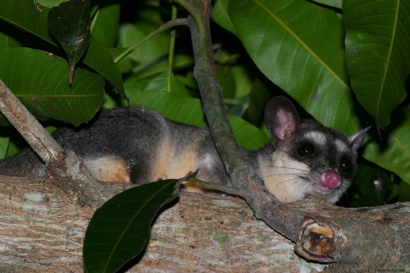 7 exotische Haustiere, die drinnen leben können 