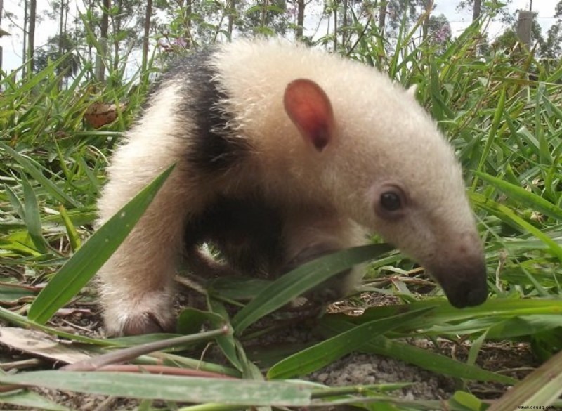 Der Tamandua:Ein einzigartiger Ameisenbär und ein besonderes Haustier 