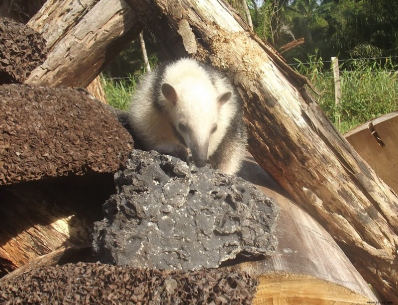 Der Tamandua:Ein einzigartiger Ameisenbär und ein besonderes Haustier 