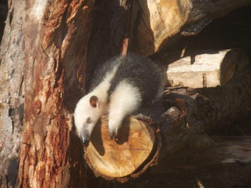 Der Tamandua:Ein einzigartiger Ameisenbär und ein besonderes Haustier 