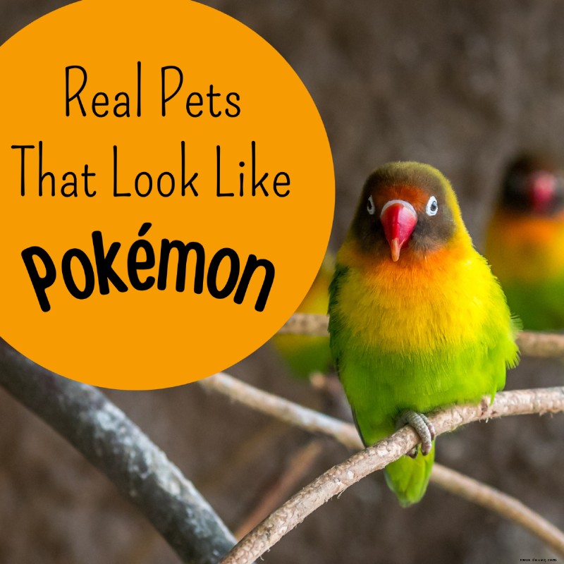 20 echte Pokémon, die Sie als Haustiere besitzen können 