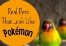 20 echte Pokémon, die Sie als Haustiere besitzen können 