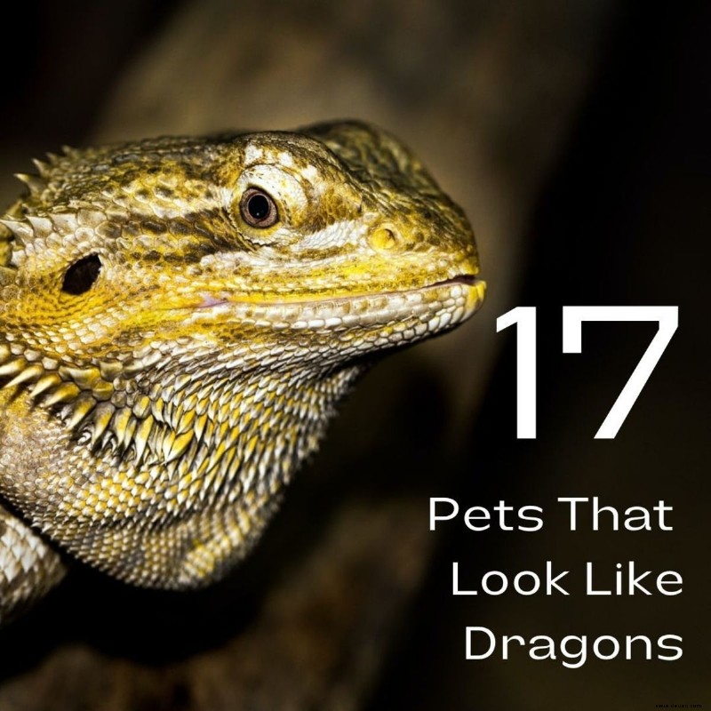 17 Haustiere, die Sie legal besitzen dürfen und die wie Drachen aussehen 