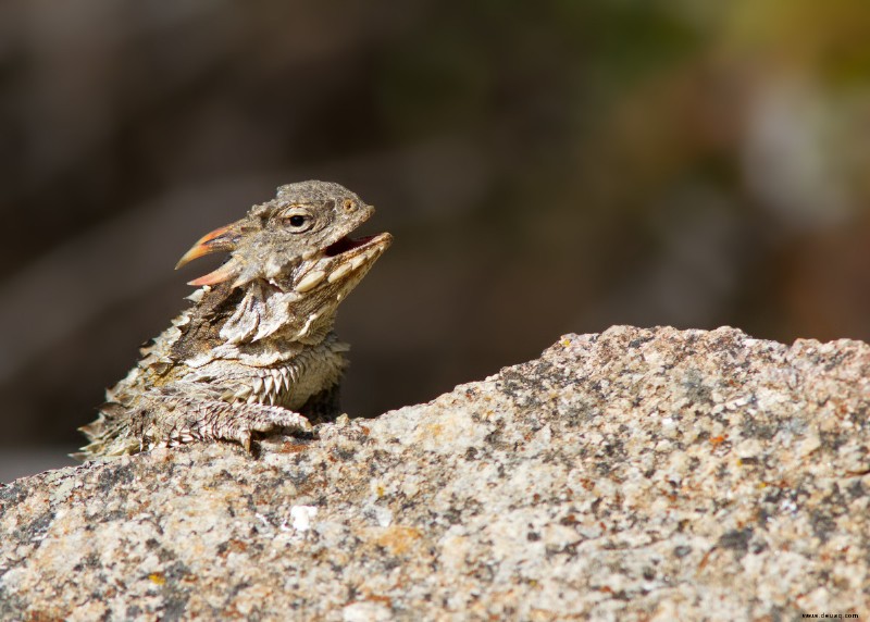 17 Haustiere, die Sie legal besitzen dürfen und die wie Drachen aussehen 