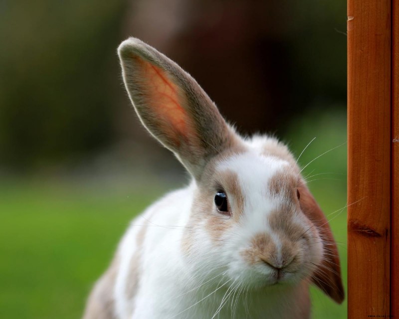 Sofortige Tipps, um die Körpersprache von Kaninchen zu verstehen 