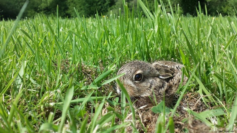 Sofortige Tipps, um die Körpersprache von Kaninchen zu verstehen 